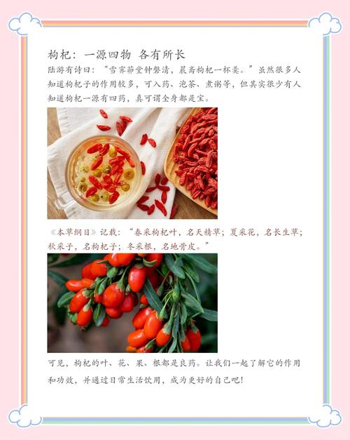 种植枸杞需要什么条件?从选时到缓苗的全流程实用指南 三、栽前处理——苗子修一修,成活更轻松