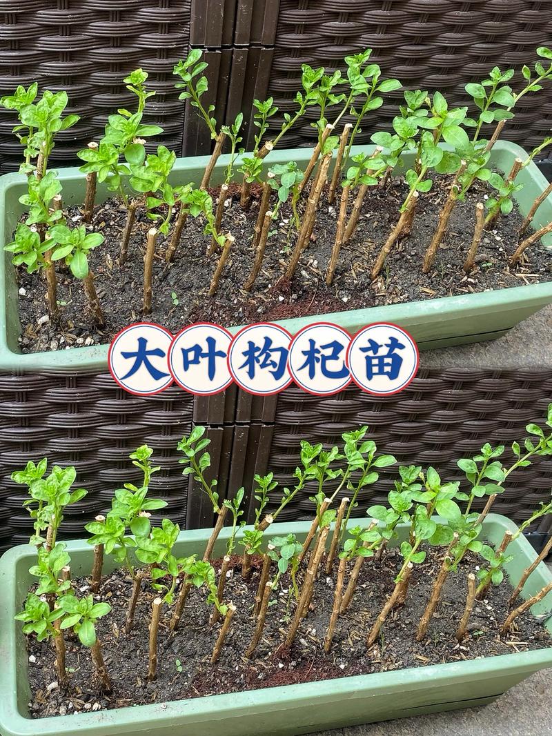 种植枸杞需要什么条件?从选时到缓苗的全流程实用指南 四、栽植深度——根颈齐平,埋深不超3cm