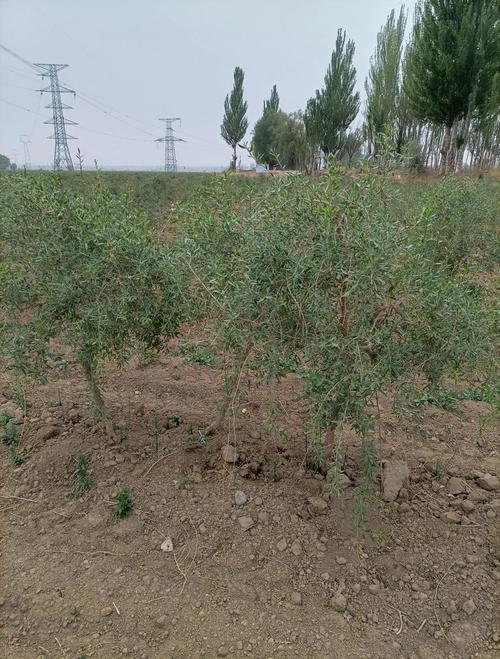 种植枸杞需要什么条件?从选时到缓苗的全流程实用指南 五、浇定根水——边栽边浇,一次浇透
