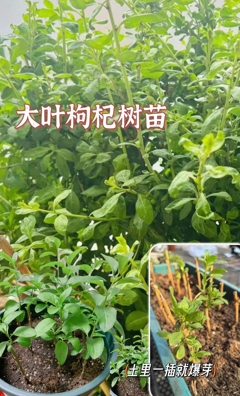 种植枸杞需要什么条件?从选时到缓苗的全流程实用指南 六、缓苗管理——遮阴控水,7-15天见新芽