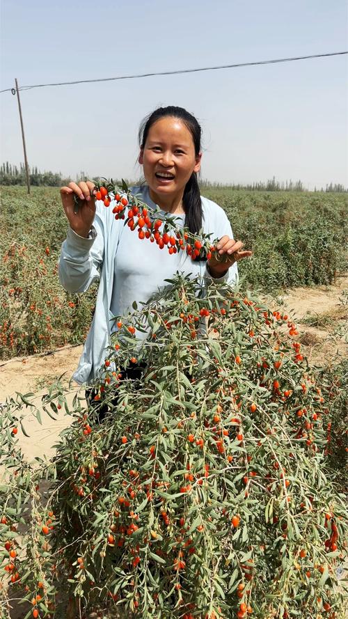种植枸杞需要什么条件?从选时到缓苗的全流程实用指南 七、成活注意事项——三个常见问题与对策