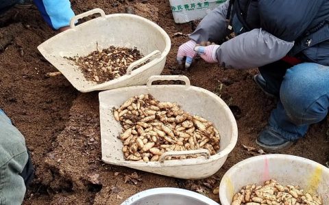 天麻在山东可以种植吗？一份可操作的种植技术指南