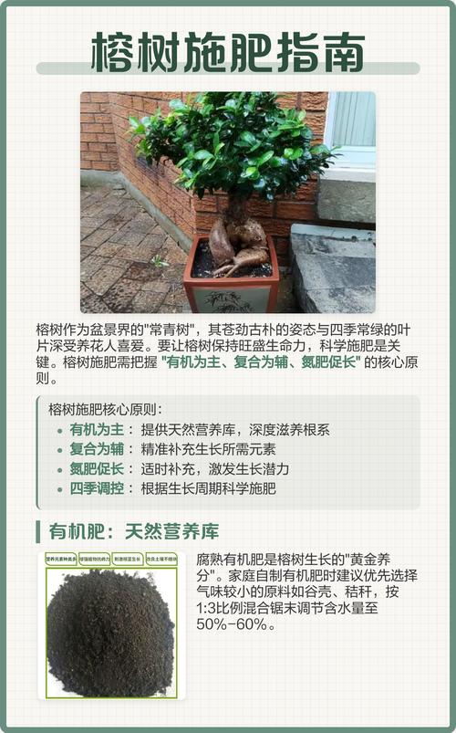 盆景榕树能用复合肥吗?科学施肥指南与注意事项 二、复合肥对盆景榕树的优势与局限