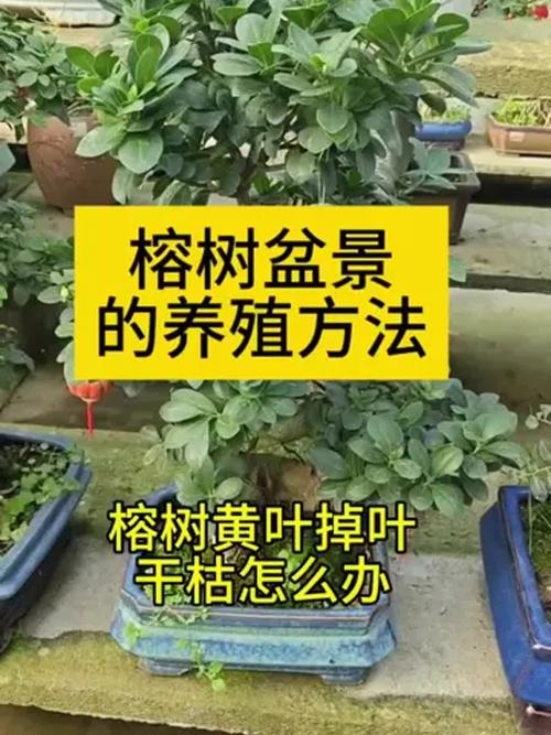 盆景榕树能用复合肥吗?科学施肥指南与注意事项 七、总结