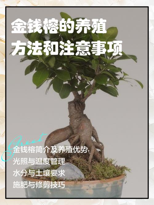 盆景榕树能用复合肥吗?科学施肥指南与注意事项 六、特殊情况下的使用技巧