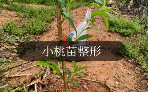 桃树适合什么土壤种植？桃园选土与土壤改良实操指南