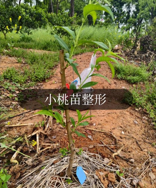 桃树适合什么土壤种植？桃园选土与土壤改良实操指南
