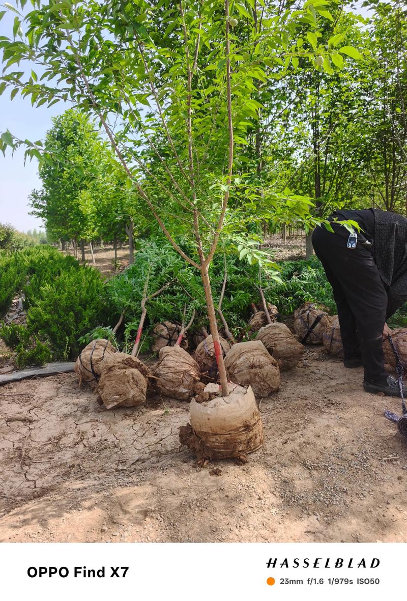 桃树适合什么土壤种植?桃园选土与土壤改良实操指南 桃树土壤管理的存续要求:每年必做的三件事