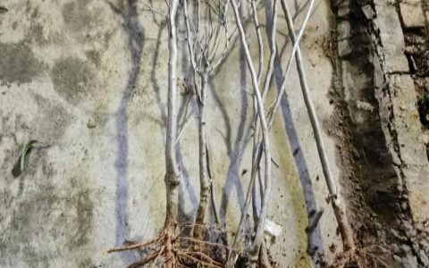 巴旦木苗价格是多少？规格、产地、采购量影响报价