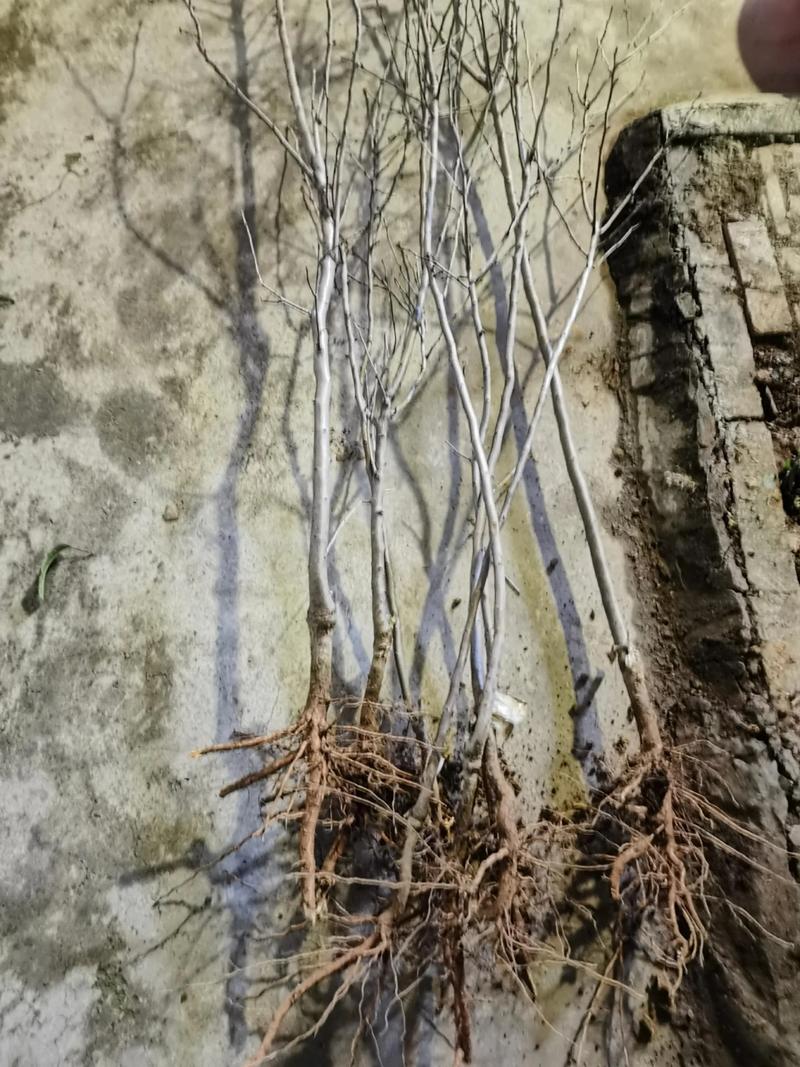 巴旦木苗价格是多少?规格、产地、采购量影响报价 巴旦木苗价格是多少?规格、产地、采购量影响报价