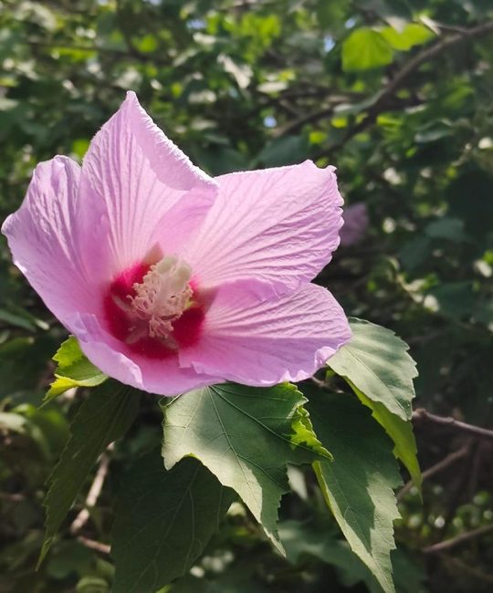 木槿花耐寒多少度？北方南方种植与养护全指南