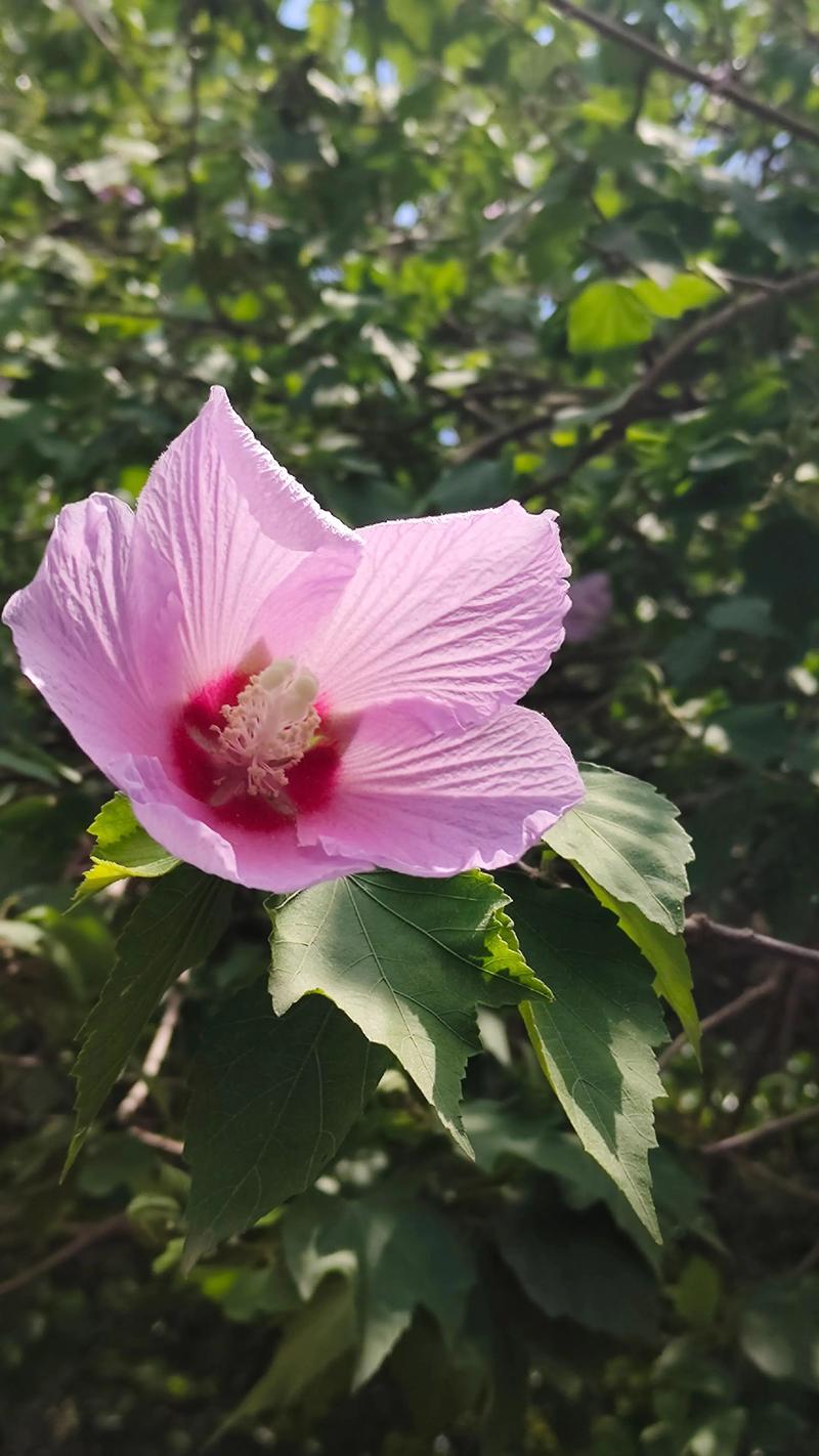 木槿花耐寒多少度?北方南方种植与养护全指南 木槿花耐寒多少度?北方南方种植与养护全指南
