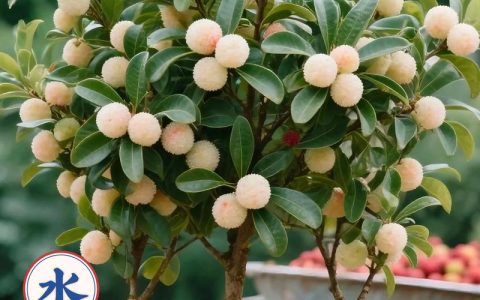 杨梅苗什么时候种最佳？掌握这七个关键环节，成活率高达95%