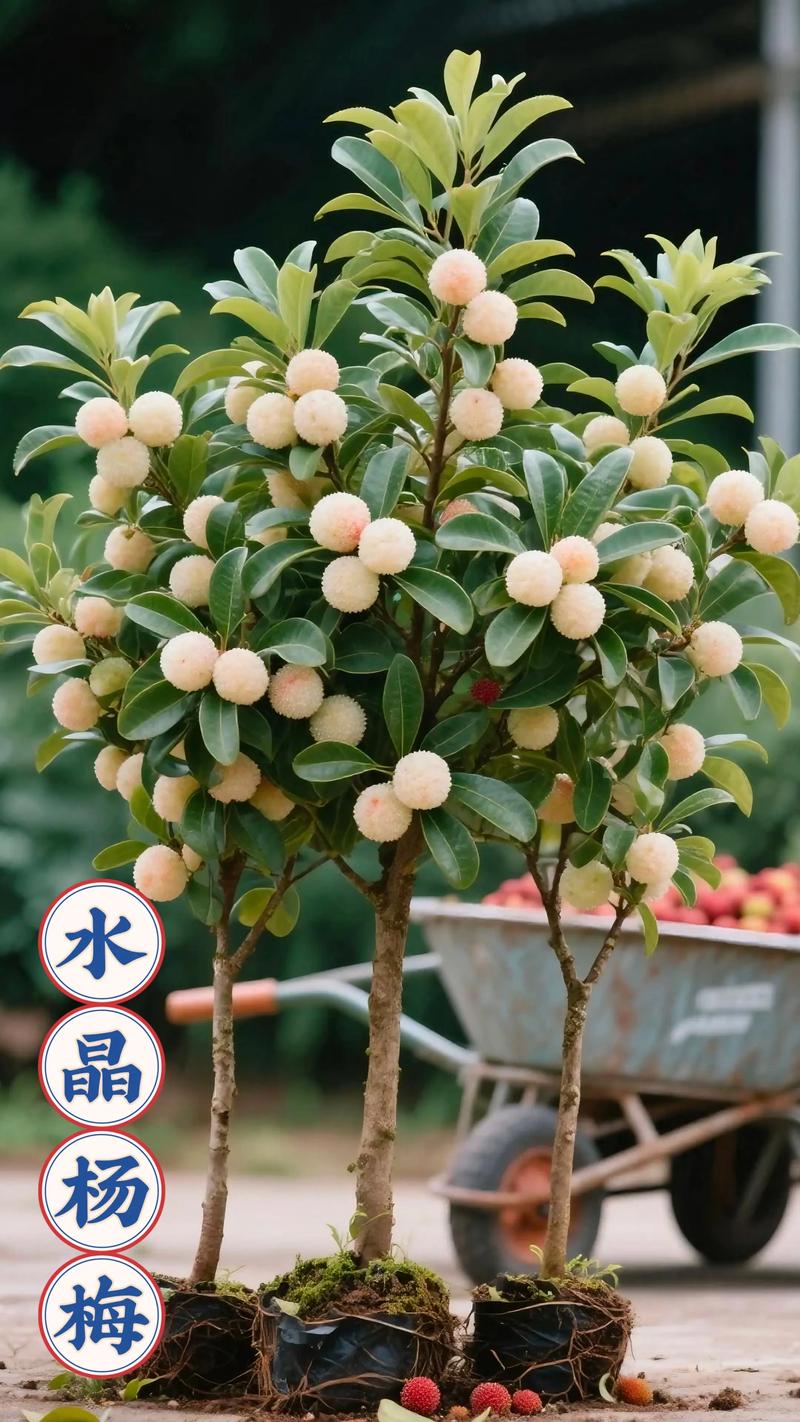 杨梅苗什么时候种最佳?掌握这七个关键环节,成活率高达95% 一、适宜时间:春秋两季是黄金窗口