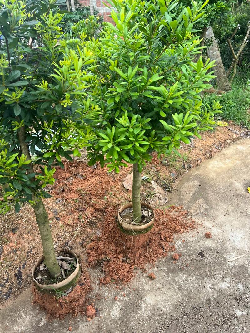杨梅苗什么时候种最佳?掌握这七个关键环节,成活率高达95% 六、缓苗管理:前7天重点遮阴保水