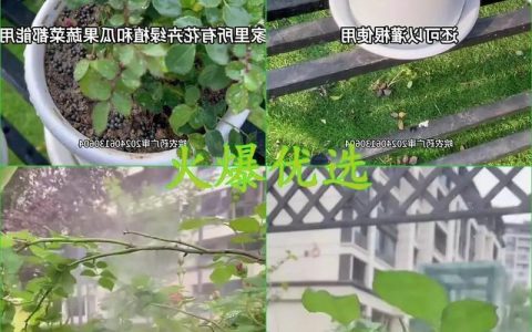 月季花怎么养？从自制杀虫剂到水肥管理的全攻略