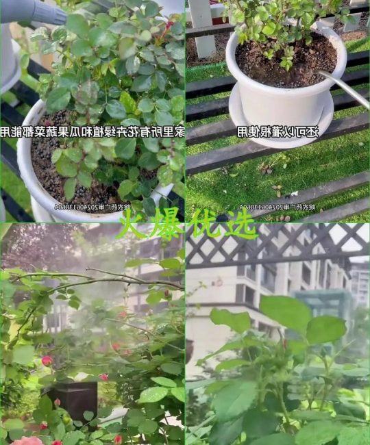 月季花怎么养？从自制杀虫剂到水肥管理的全攻略