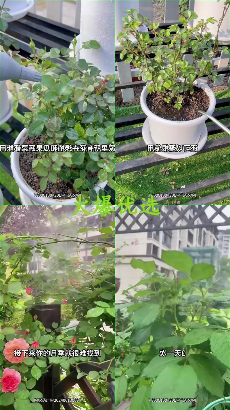 月季花怎么养?从自制杀虫剂到水肥管理的全攻略 月季花怎么养?从自制杀虫剂到水肥管理的全攻略