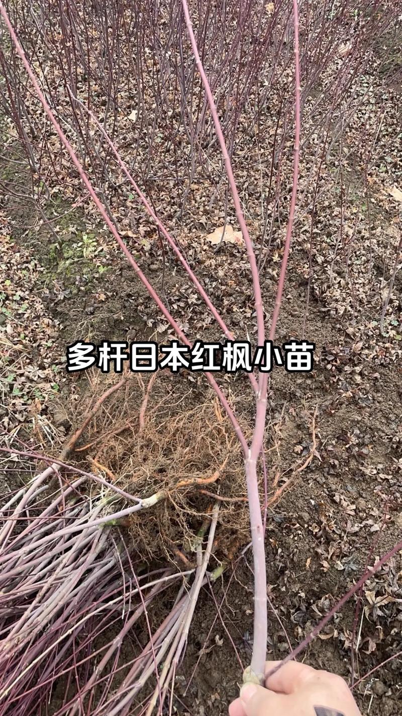 红枫树小苗一般多少钱?2026年价格参考与选购指南 综合对比表格