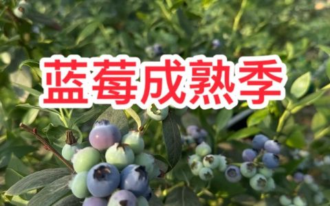 东北蓝莓几月份成熟？2026年品种成熟时间表与种植指南