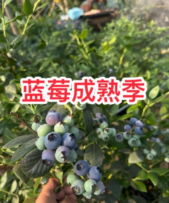 东北蓝莓几月份成熟？2026年品种成熟时间表与种植指南