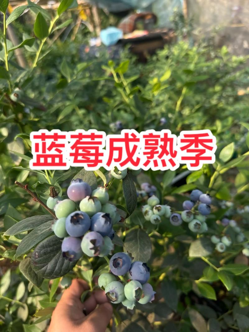 东北蓝莓几月份成熟?2026年品种成熟时间表与种植指南 东北蓝莓几月份成熟?2026年品种成熟时间表与种植指南