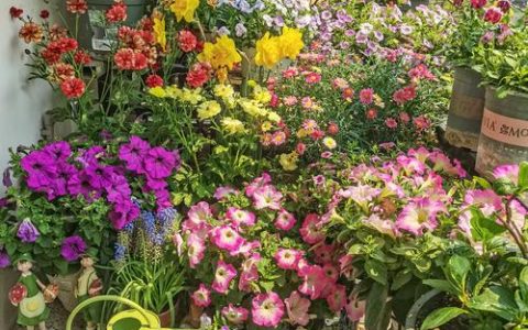 花园里有什么样的花？一份经典与特色花卉的精选指南