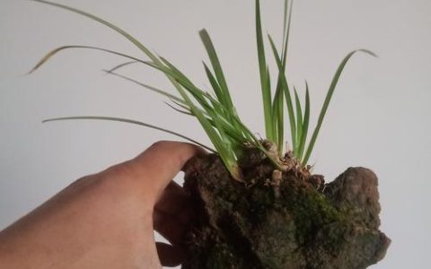菖蒲吸水石种植全攻略：挖洞放土与观花养护详解