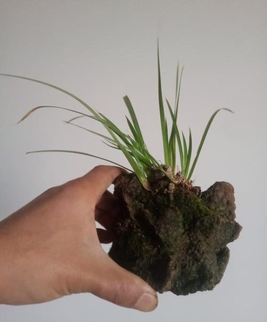 菖蒲吸水石种植全攻略：挖洞放土与观花养护详解