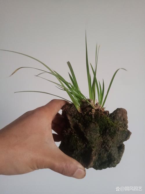 品种基础档案