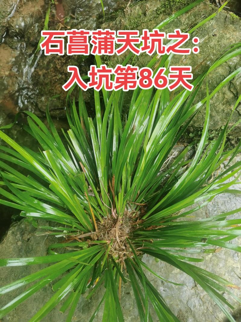 光照与水肥精准方案