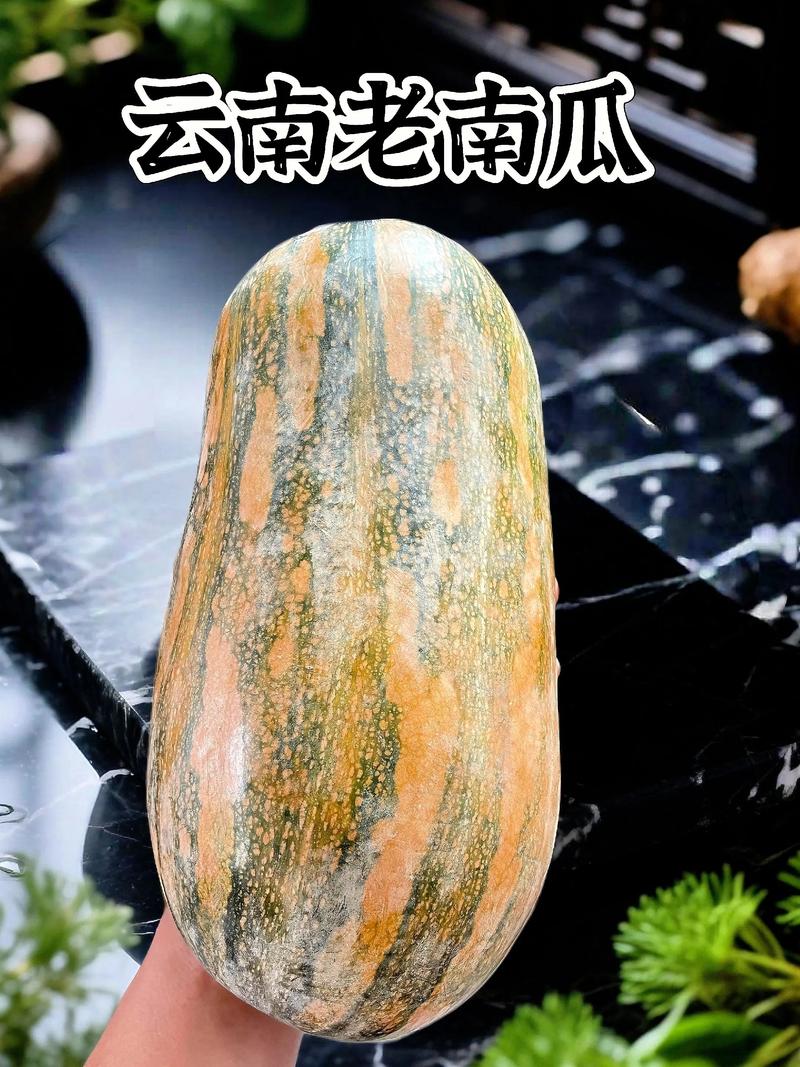 蜜本南瓜自己留种子可以吗?园艺专家告诉你真相与技巧 二、自留种子的风险与挑战