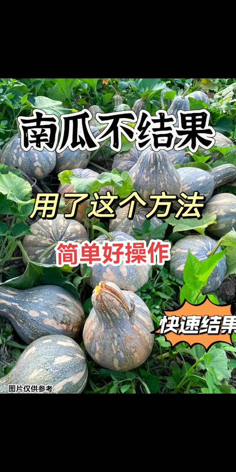 蜜本南瓜自己留种子可以吗?园艺专家告诉你真相与技巧 三、如果一定要自留种,应该如何操作?