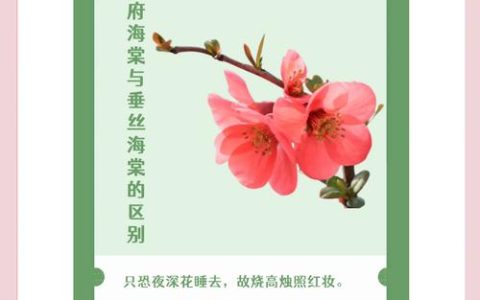 垂丝海棠和西府海棠的区别：6大维度对比及养护指南