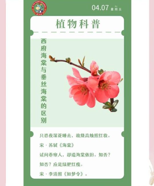 垂丝海棠和西府海棠的区别：6大维度对比及养护指南