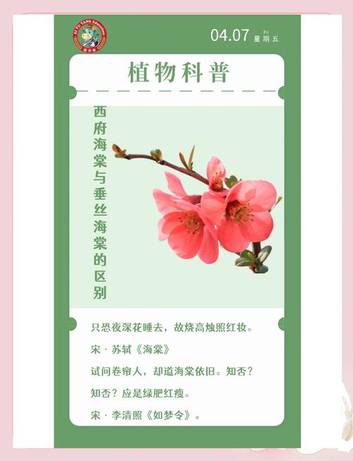 垂丝海棠和西府海棠的区别:6大维度对比及养护指南 垂丝海棠和西府海棠的区别:6大维度对比及养护指南