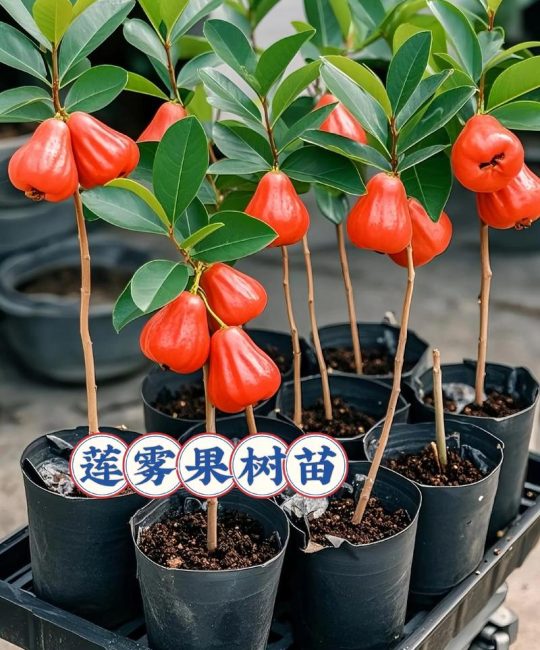 如何科学选购莲雾树苗？实用渠道评估与核查指南