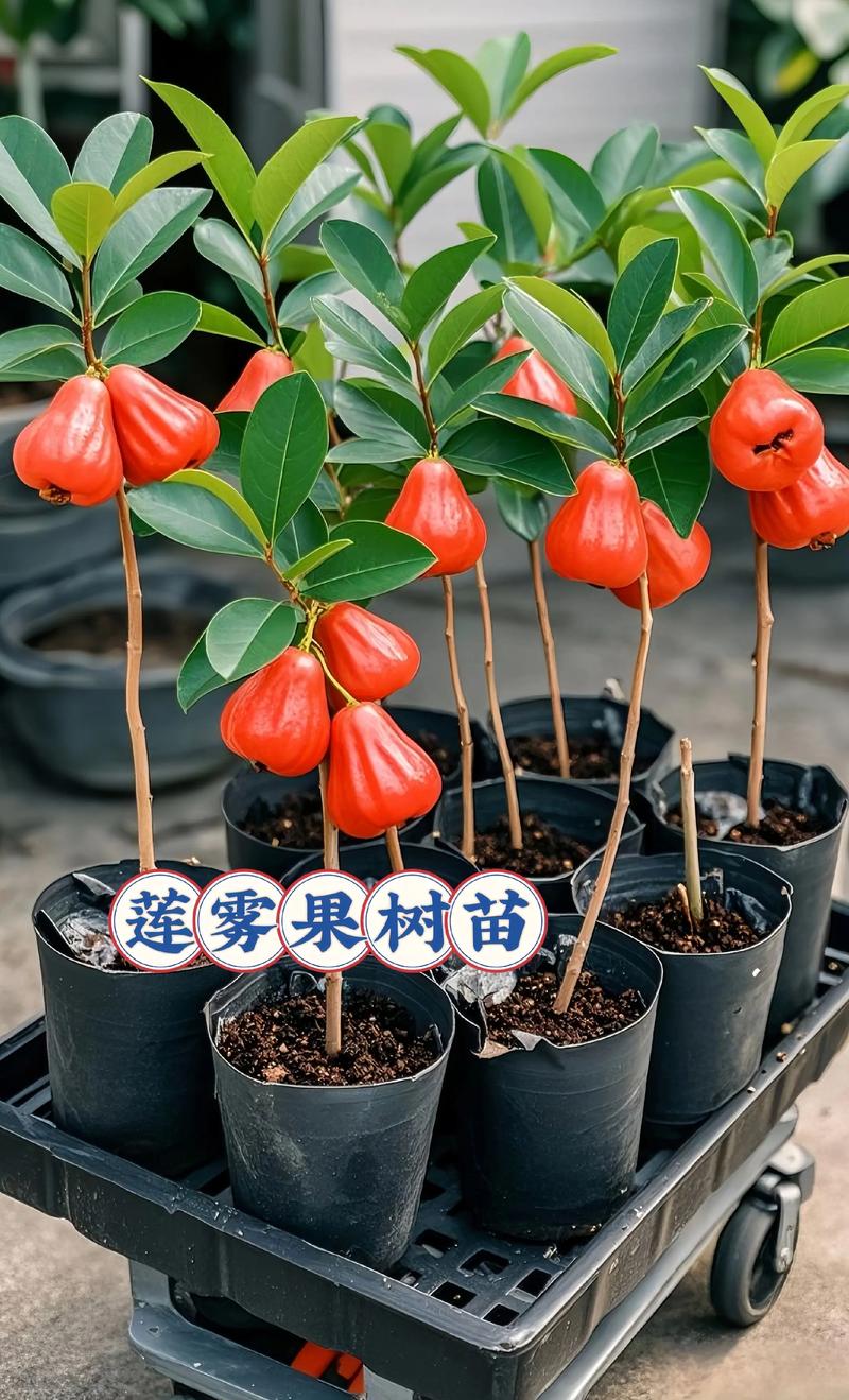 如何科学选购莲雾树苗?实用渠道评估与核查指南 第一步:明确采购需求并筛选候选渠道