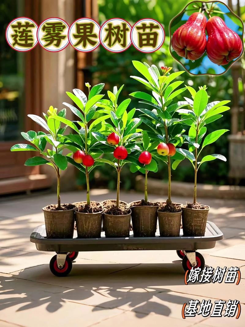 如何科学选购莲雾树苗?实用渠道评估与核查指南 第三步:根系状态评估与运输方案