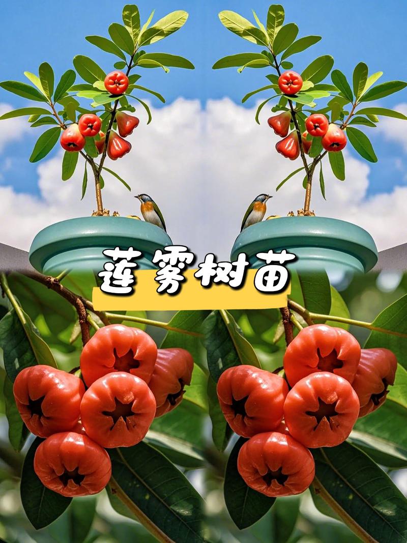 如何科学选购莲雾树苗?实用渠道评估与核查指南 第四步:售后补苗政策审核并形成书面约定
