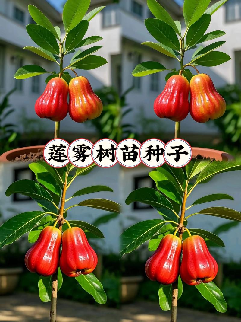 如何科学选购莲雾树苗?实用渠道评估与核查指南 结语