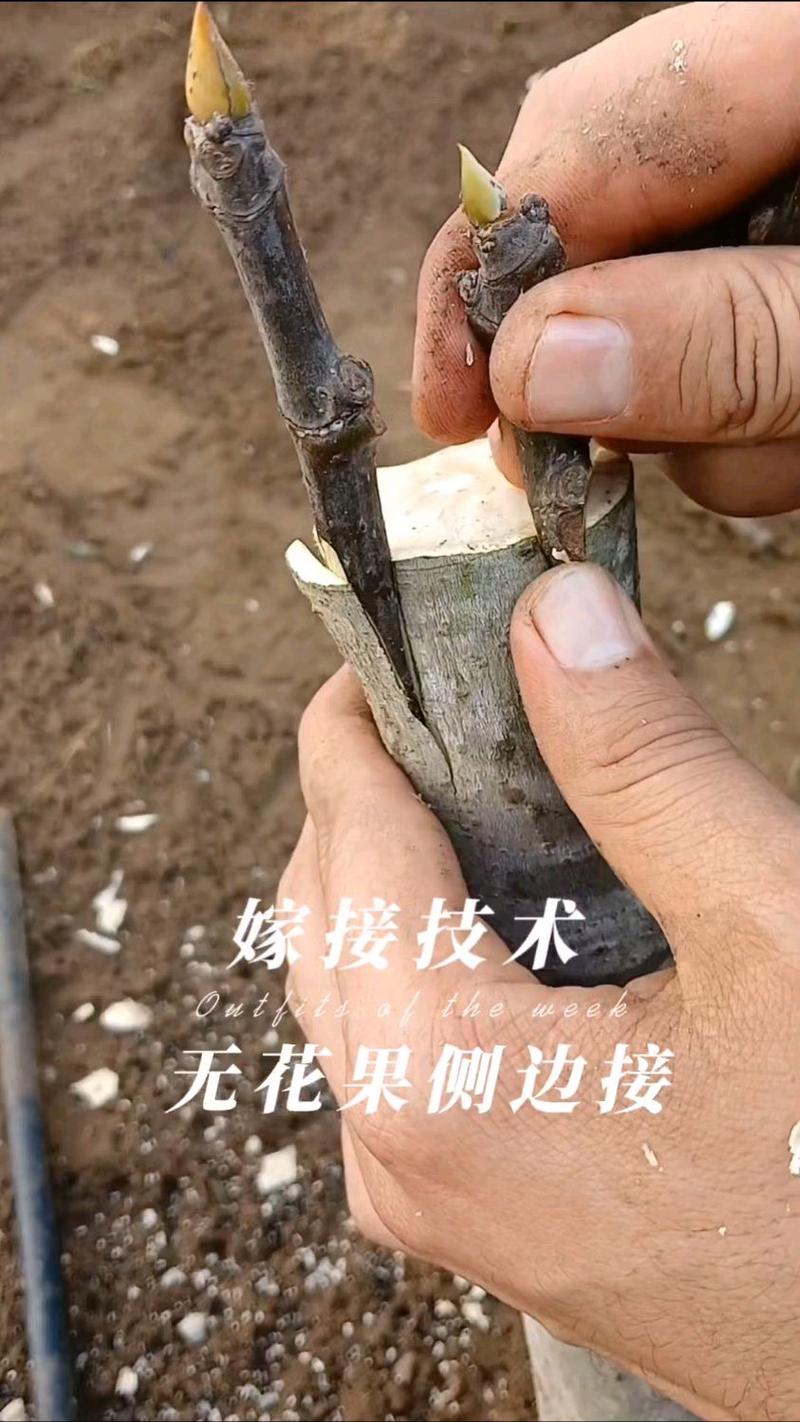 幸福树嫁接指南:砧木选择、操作流程与成活率关键解析 操作流程与关键节点控制
