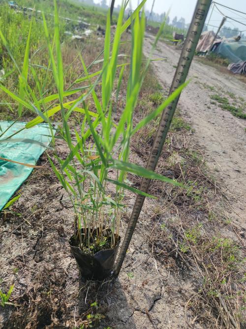 芦苇苗采购渠道权威评估指南:如何辨别真假芦苇苗并规避采购陷阱 运输与检疫:合规流程必须核验