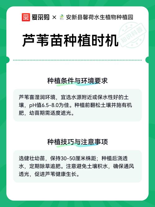 芦苇苗采购渠道权威评估指南:如何辨别真假芦苇苗并规避采购陷阱 根系健康:裸根苗与容器苗的检查要点