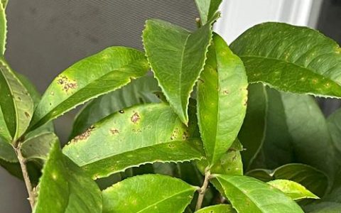 桂花叶有斑点怎么回事？原因与防治全攻略