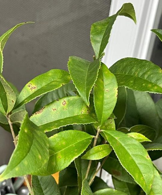 桂花叶有斑点怎么回事？原因与防治全攻略