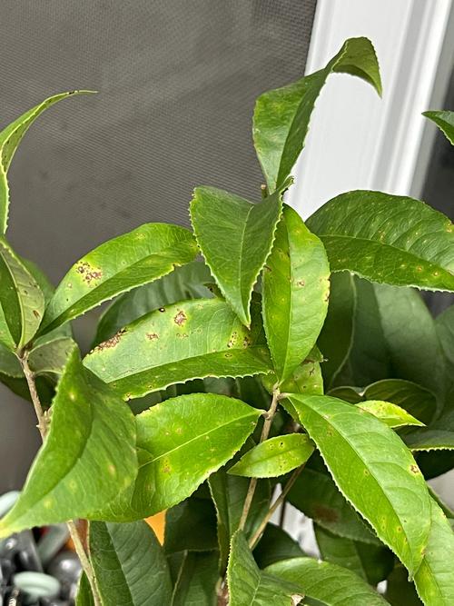 一、桂花叶斑的常见原因