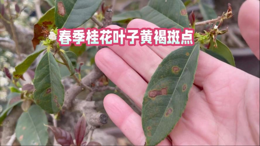 四、日常养护防斑要点