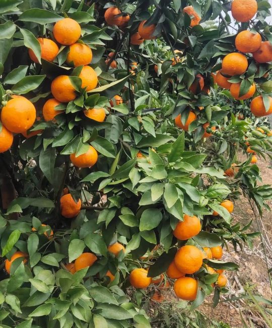 沃柑成熟季节与种植全攻略：结果年限、修剪施肥及苗木选购指南