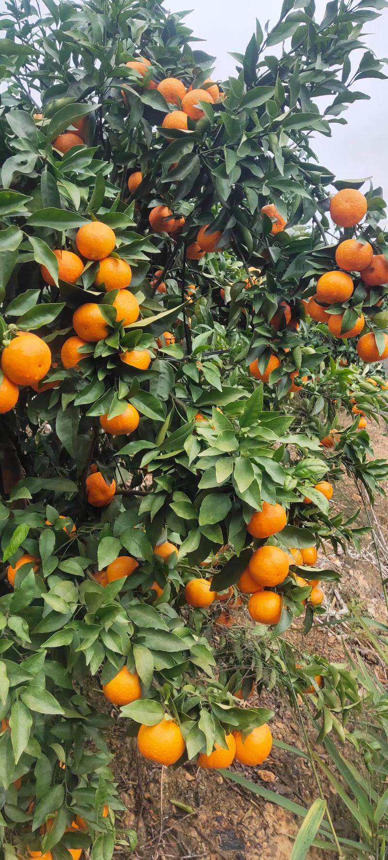 沃柑成熟季节与种植全攻略：结果年限、修剪施肥及苗木选购指南